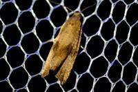 Celypha striana