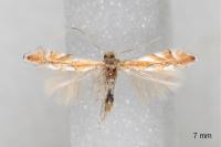 Phyllonorycter rebimbasi