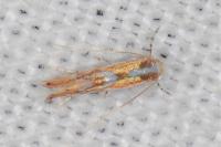 Phyllonorycter rebimbasi