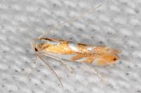 Phyllonorycter rebimbasi
