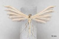 Merrifieldia malacodactyla