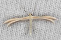 Merrifieldia malacodactyla