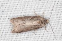 Eana clercana