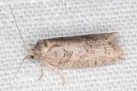 Eana clercana