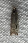 Bactra lancealana