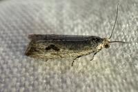 Bactra lancealana