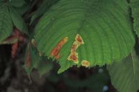 Cameraria ohridella