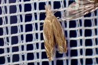 Sophronia sicariellus