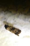 Cochylichroa atricapitana