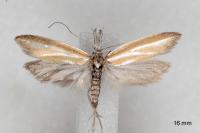 Pleurota tabelli