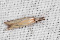 Pleurota tabelli