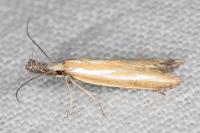 Pleurota tabelli