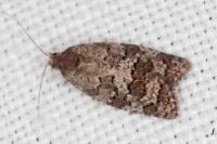 Cnephasia ecullyana