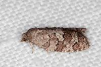 Cnephasia ecullyana