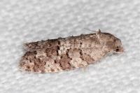 Cnephasia ecullyana
