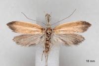 Pleurota aristella