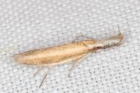 Pleurota aristella