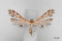 Capperia hellenica