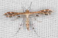 Capperia hellenica