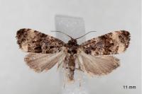 Endothenia marginana