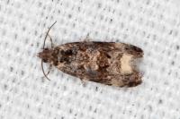 Endothenia marginana