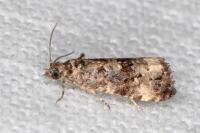 Endothenia marginana