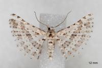 Alucita palodactyla
