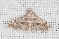 Alucita palodactyla