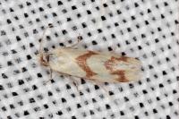 Aethes bilbaensis