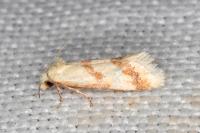Aethes bilbaensis