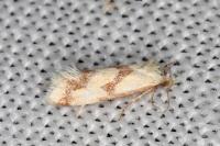 Aethes bilbaensis
