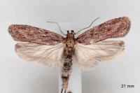 Depressaria daucella