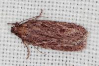 Depressaria daucella