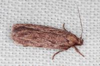 Depressaria daucella