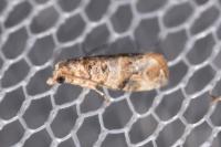 Lobesia botrana