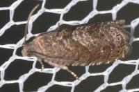 Grapholita molesta