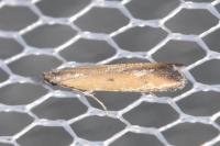Mesophleps trinotella