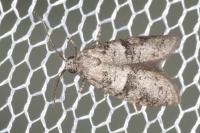 Penestoglossa dardoinella