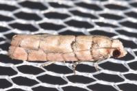 Pseudococcyx tessulatana