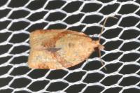 Clepsis consimilana