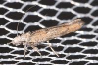 Zelleria oleastrella