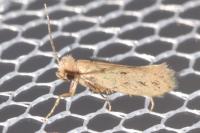Anomalotinea liguriella