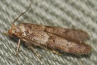 Blastobasis glandulella