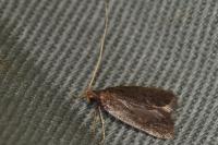 Homaloxestis briantiella