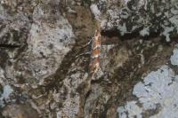 Cameraria ohridella