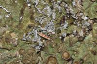 Cameraria ohridella