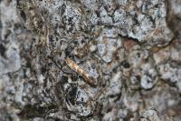Cameraria ohridella