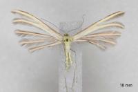Merrifieldia neli