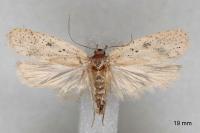 Agonopterix scopariella