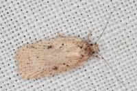 Agonopterix scopariella